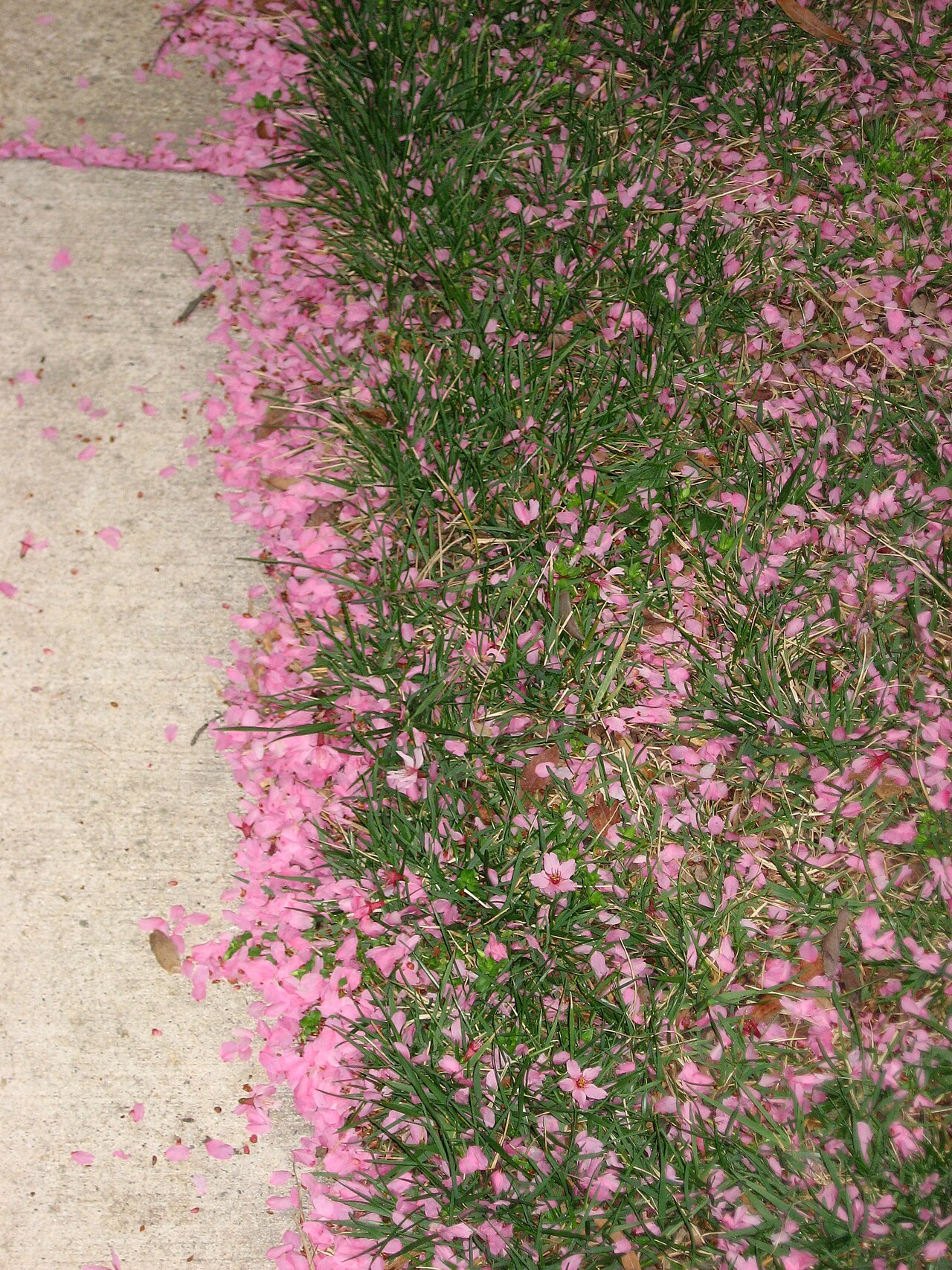 Yere dökülmüş pembe çiçek yaprakları